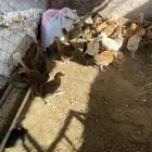 50 فرخ بلدي