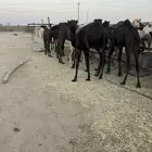 30حاشي في بيشه