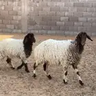نعيمية يتبعه رخله