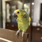 ببغاء أمازوني يتكلم عمره 6 شهور
