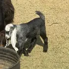 لبيع تيس عمره شهر