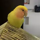 انثى روز اليف