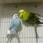 بادجي انقليزي