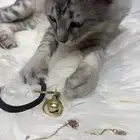 لقيت قطه فقوده مع سلسال M