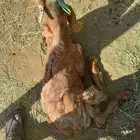 تيس فيه رخاوه صحة ممتازه عمر 4 شهور