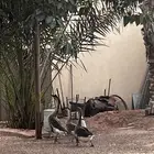 وز عراقي شرط