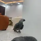 فرخ كاسكو