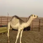 قعود طيب