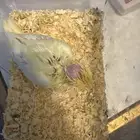 للبيع فرخ كروان لاتينو