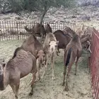 حشوان للبيع
