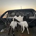 شاه رفيديه معها ثنين