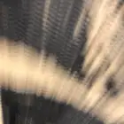 طيور حمام مشكل