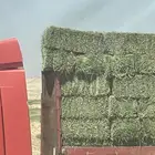 برسيم صاقي