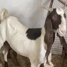 ماعز. هولندي. معه تيس