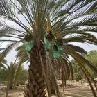 تثليث الحمضه
