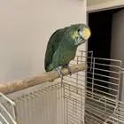 طير ببغاء امزوني