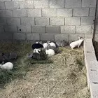 ارانب للبيع