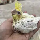 فروخ كروان تم البيع