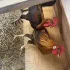 ديك للبيع المستعجل