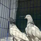 حمام باكستاني