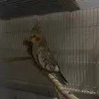 زوج كروان منتج