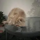 قطو شيرازي العملاق