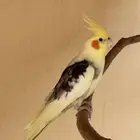 كروان ذكر نص ولافه(تم البيع )