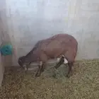 للبيع سواكن وتيوس