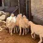 بهم تربية