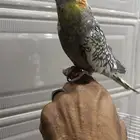 كروان للبيع اليف