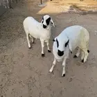 خروفين سواكني جذعان مربى