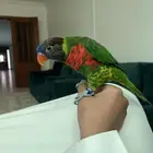 ببغاء لوري اليف
