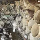 حمام ل البيع
