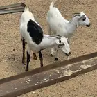 شاه بيشيه وبتها للبيع