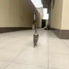 قطط