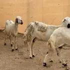 ضان دفيع