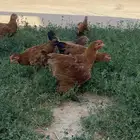 دجاج