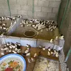 صوص بلدي العمر 14 يوم