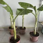 شتلات موز للبيع