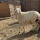 طلي حري يضحي