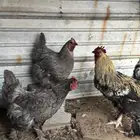 دجاج براهما