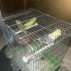 عصافير كروان وعاشق ومعشوق