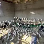 للبيع حمام فرنسي جامبو منتج