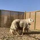 فحل حري تواه سديس شرط علي كلام راعيه