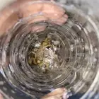 عقرب للبيع