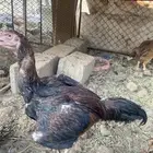 دجاج باكستاني سندي بيور فواخر ودجاجه حجازيه نادره
