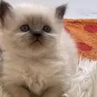 كتن هملايا بيور