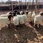 للبيع بهم نعيم خروف صافي( تم البيع )