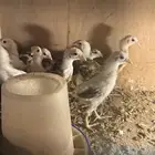 صيصان دجاج بلدي وباكستاني وفيومي