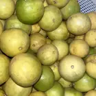 ليمون أبو زهيره
